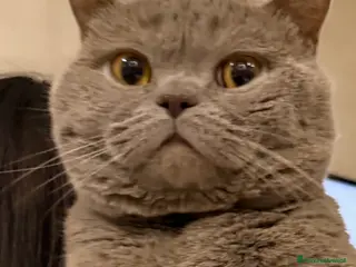 British gatti per accoppiamento: BRITISH PER ACCOPPIAMENTO - Annuncio 1