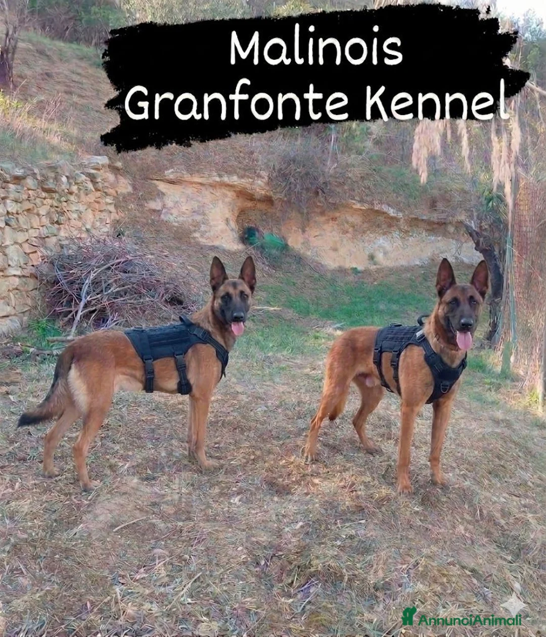 Pastore Belga cani in vendita: Malinois - Annuncio 5