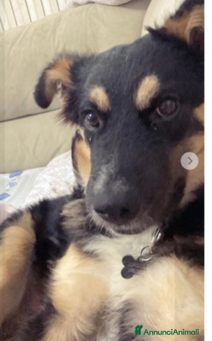 Meticcio cani Pastorino 2anni RINUNCIA DI PROPRIETÀ.MANTOVA SOS a Città metropolitana di Milano - Annuncio 2