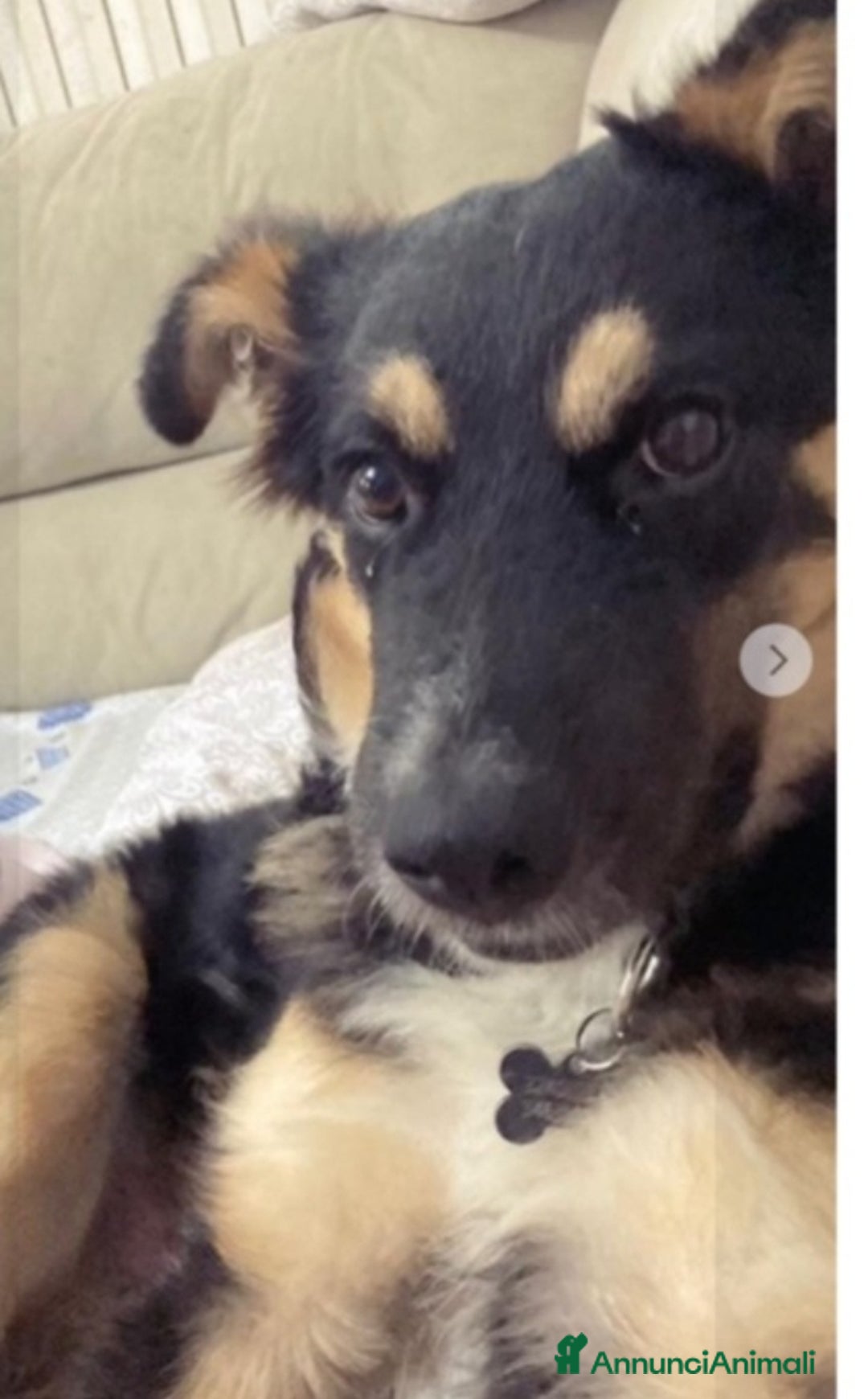 Meticcio cani in regalo: Pastorino 2anni RINUNCIA DI PROPRIETÀ.MANTOVA SOS a Città metropolitana di Milano - Annuncio 2