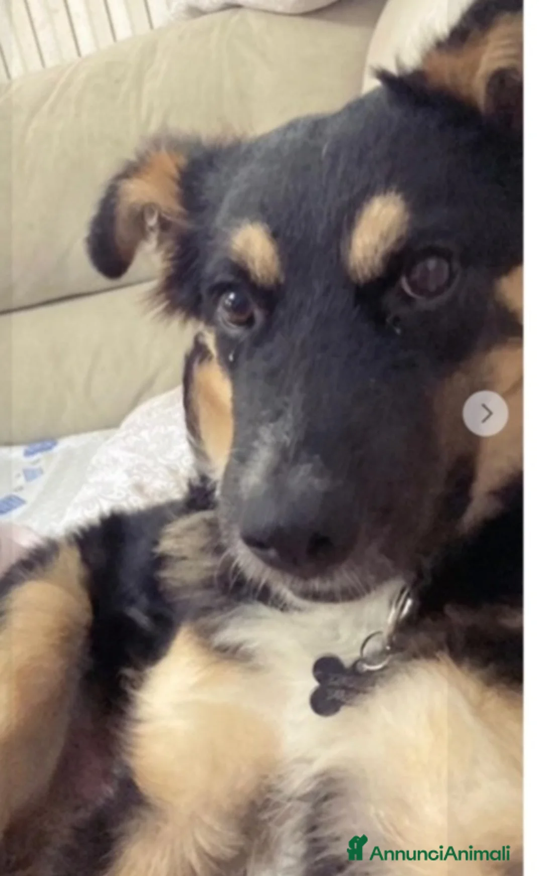 Meticcio cani in regalo: Pastorino 2anni RINUNCIA DI PROPRIETÀ.MANTOVA SOS a Città metropolitana di Milano - Annuncio 2