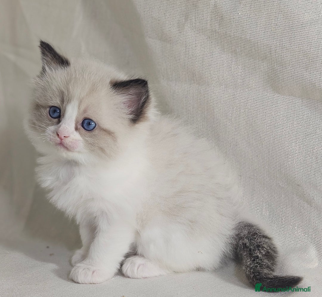 Ragdoll gatti in vendita: Stupenda cucciolata Ragdoll - Annuncio 6