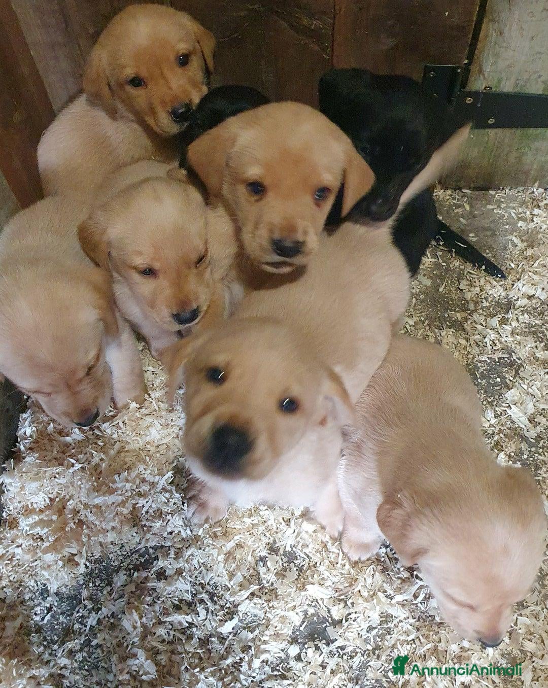 Labrador cani in vendita: Cuccioli di Labrador Retriever pronti a Città Metropolitana di Torino - Immagine 1