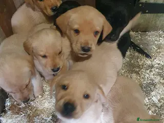 Labrador cani Cuccioli di Labrador Retriever pronti a Città Metropolitana di Torino - Annuncio 3