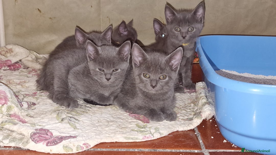 Certosino gatti in vendita: Cuccioli Certosini disponibili a Città Metropolitana di Firenze - Immagine 7