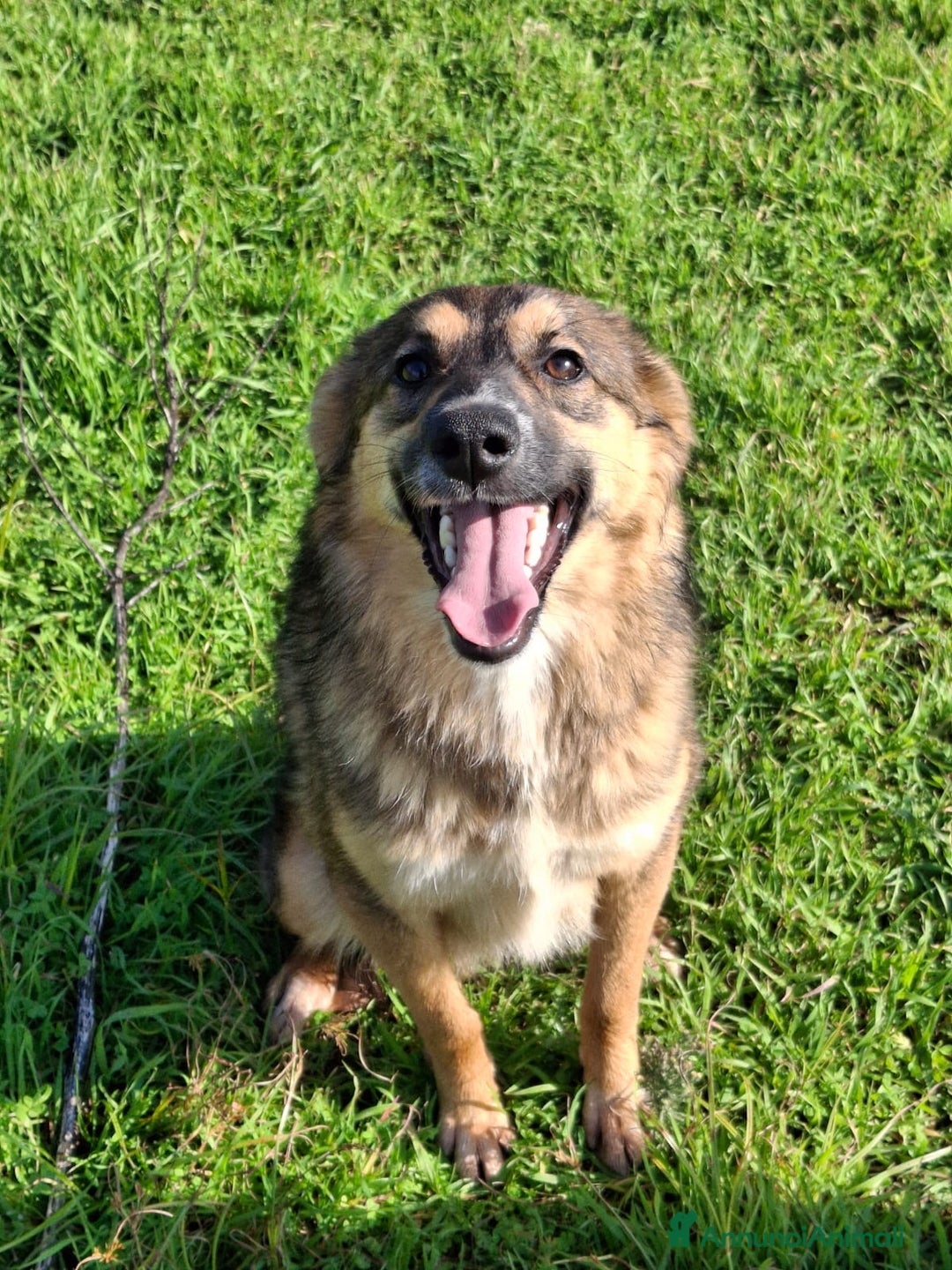 Meticcio cani in regalo: BRENDA 🩷-cucciola.La adotti?Non lasciarla nel box - Annuncio 21