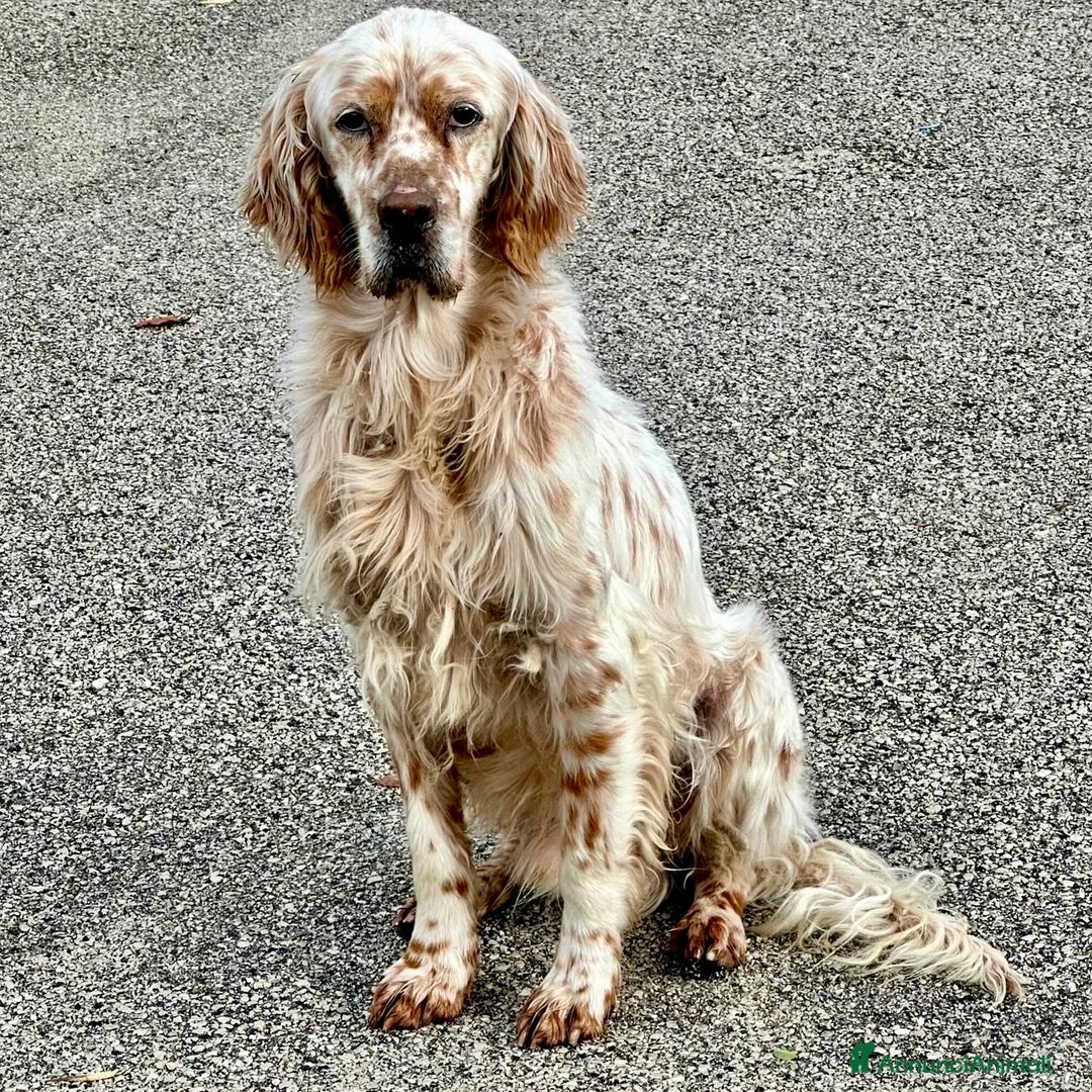 Immagine della galleria {{count}}