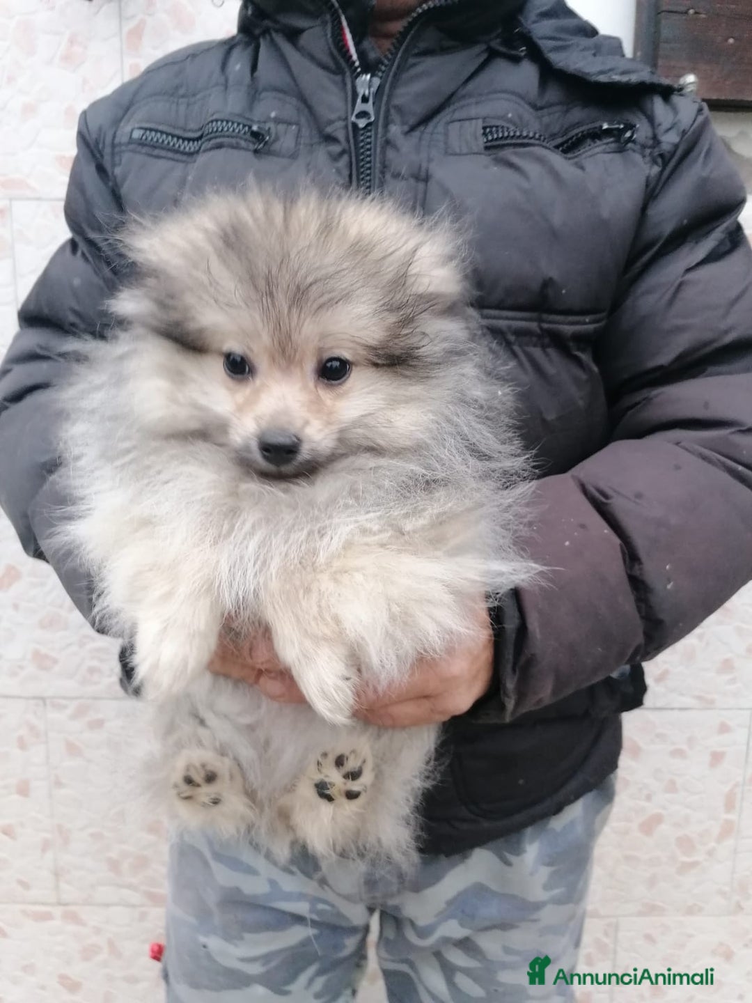 Volpino Pomerania cani in vendita: Volpino pomerania cucciolo maschio - Annuncio 3