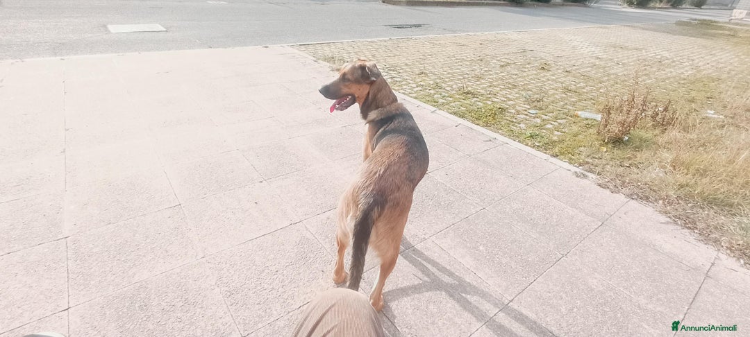 Meticcio cani in regalo: Cane miticcio - Annuncio 9