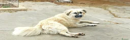 Meticcio cani in regalo: Burka adorabile pastorina - Annuncio 2