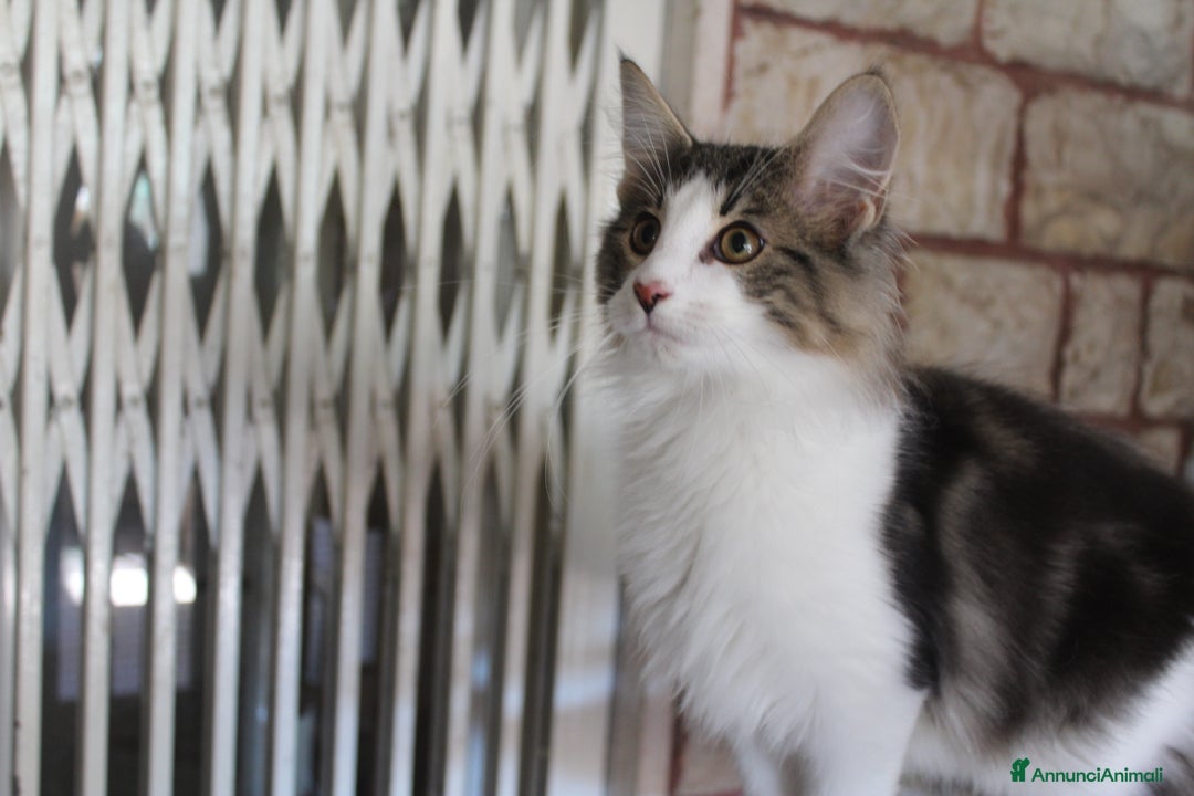 Norvegese gatti in vendita: Cuccioli Norvegesi delle Foreste - Annuncio 4