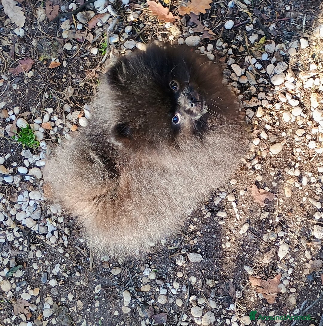 Volpino Pomerania cani in vendita: Volpino di Pomerania - Annuncio 2