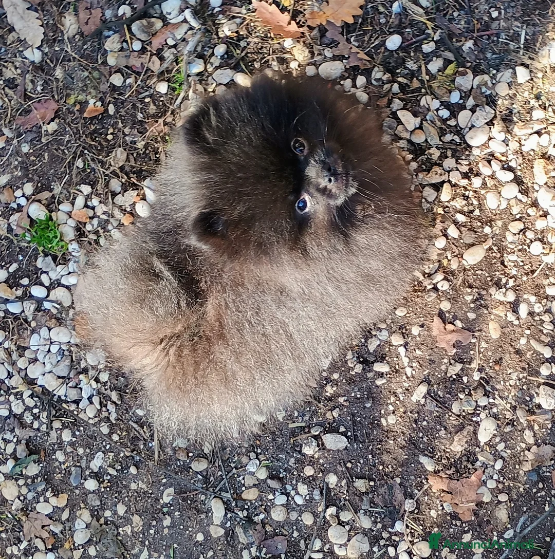 Volpino Pomerania cani in vendita: Volpino di Pomerania - Annuncio 2