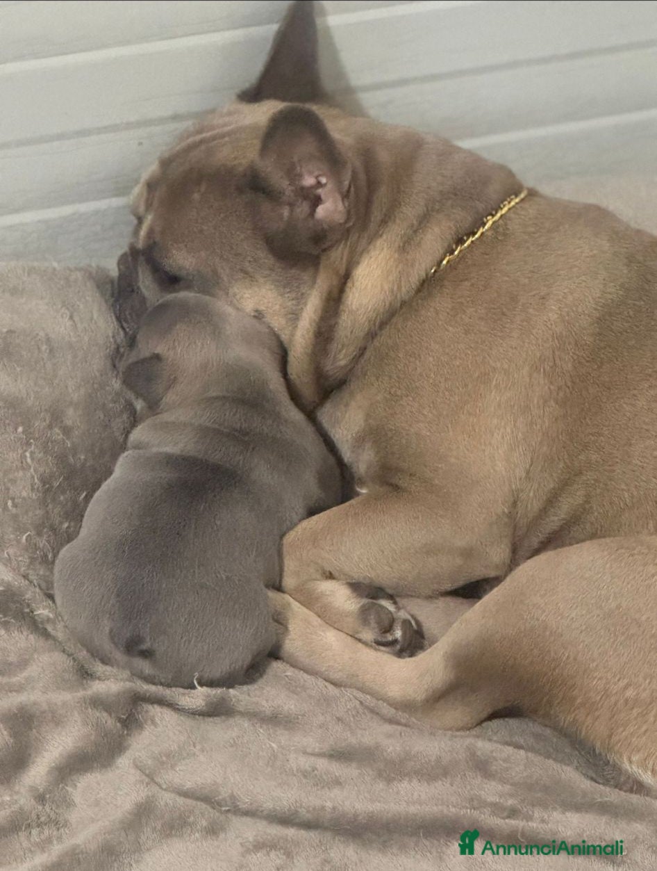 Bulldog Francese cani Buldoghina francese, piccola e bella! - Annuncio 27