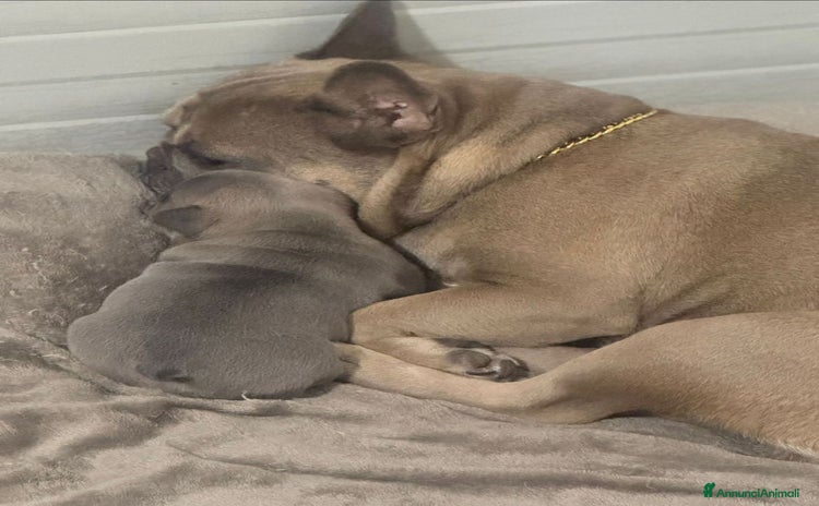 Bulldog Francese cani - Annuncio 4