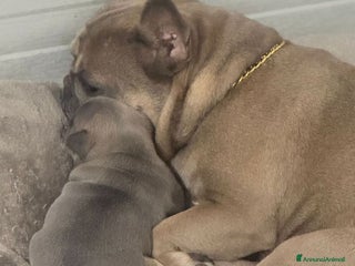 Bulldog Francese cani - Annuncio 15