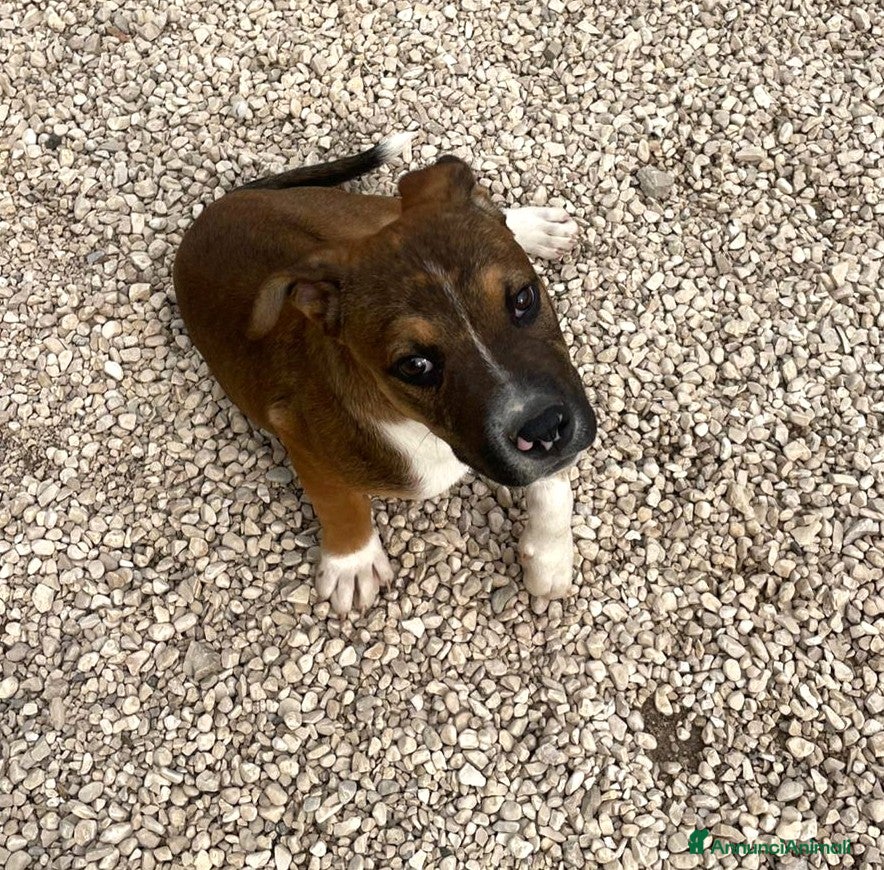 Meticcio cani SPLENDIDO CUCCIOLOTTO DA AMARE a Città metropolitana di Roma Capitale - Annuncio 37