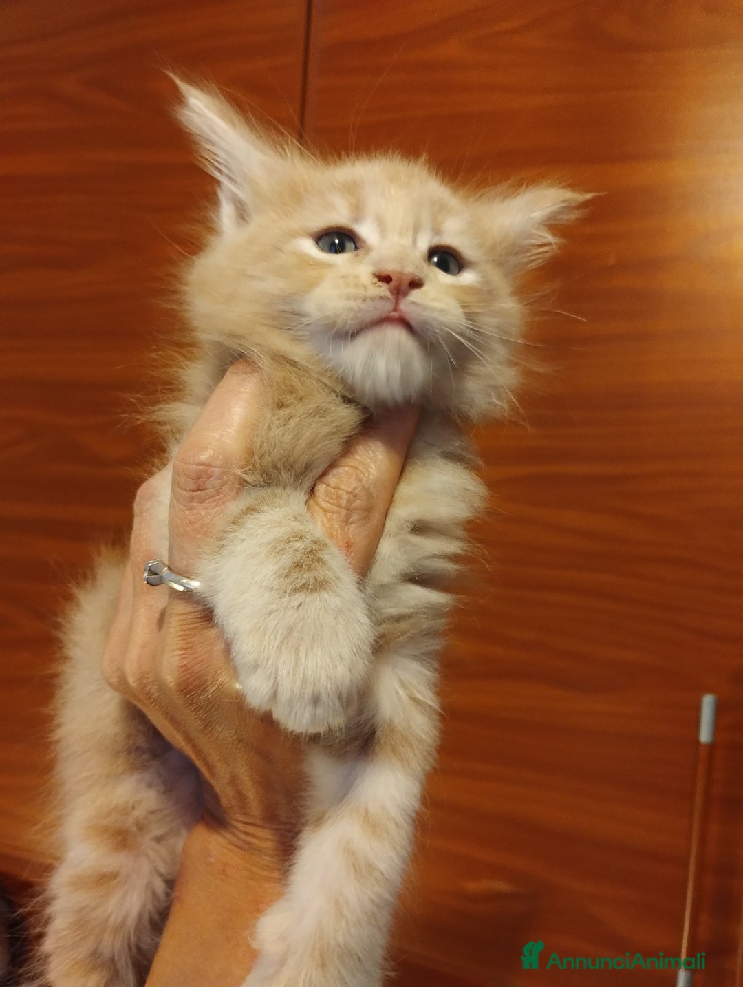 Maine Coon gatti in vendita: Maine coon cucciolo crema  - Annuncio 6