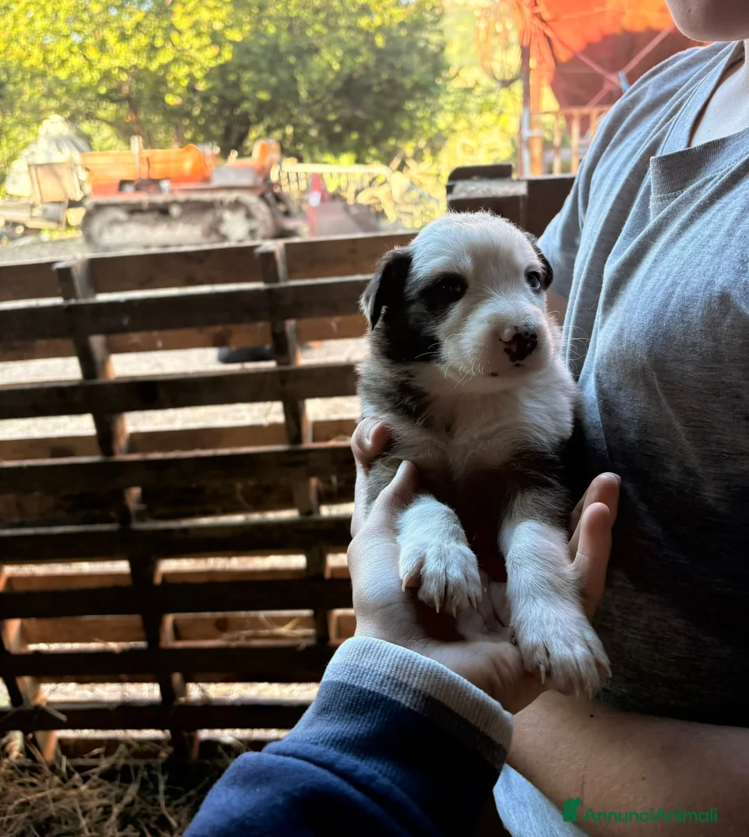 Meticcio cani in vendita: Incrocio cuccioli Border Collie  - Annuncio 2