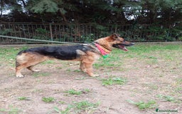 Meticcio cani in regalo: Russell, simil pastore tedesco!  a Provincia di Caserta - Immagine 6