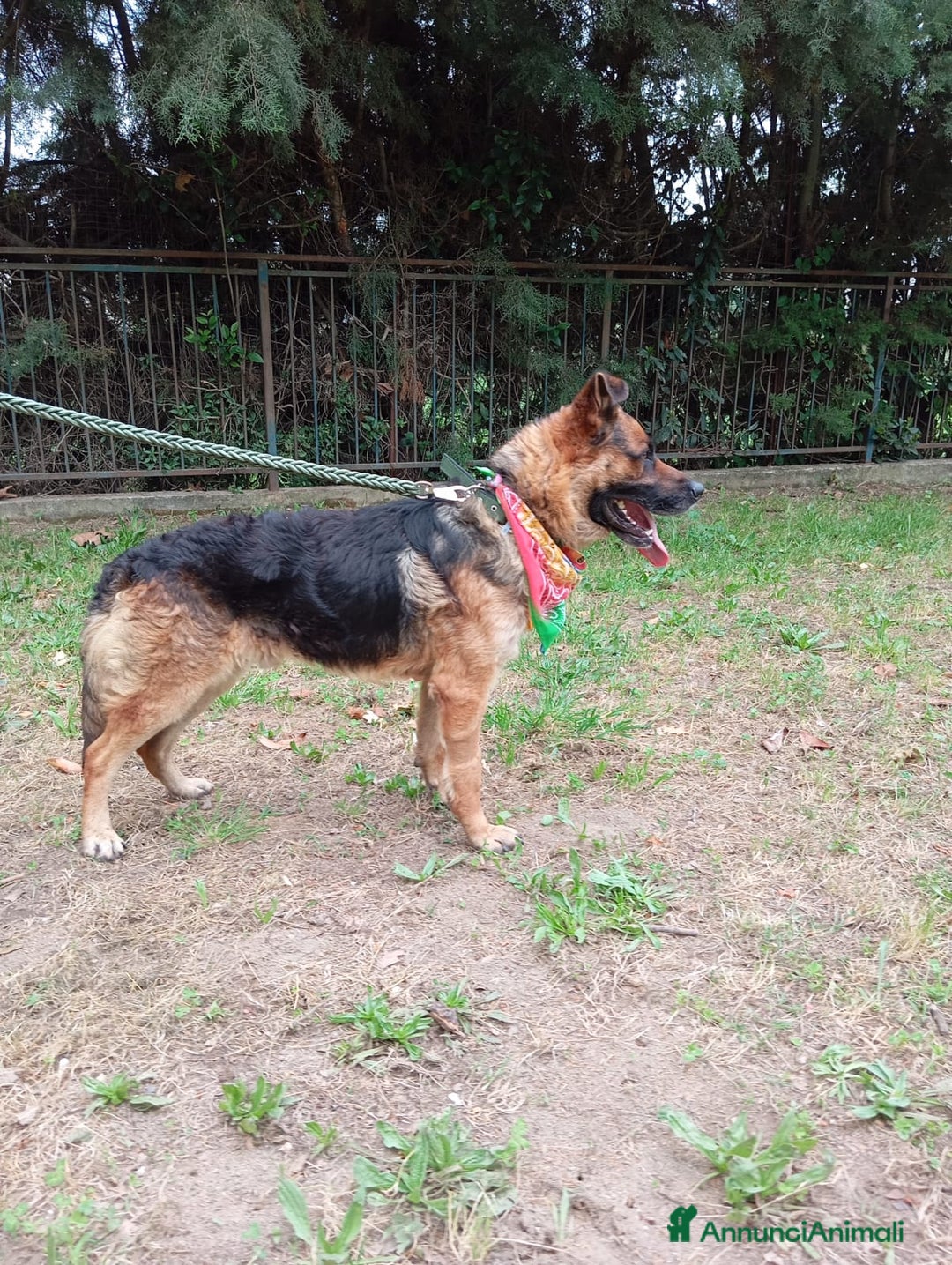 Meticcio cani in regalo: Russell, simil pastore tedesco!  a Provincia di Caserta - Immagine 6