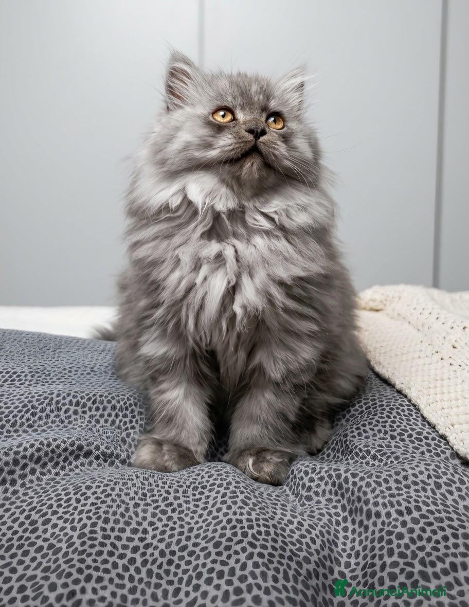 Persiano gatti Gattino persiano maschio cucciolo - Annuncio 36