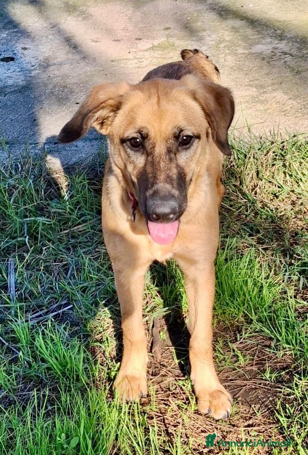 Meticcio cani in regalo: MORA 🩷 -cucciola stupenda; nessuno chiama per lei - Annuncio 12