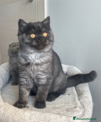 Scottish gatti - Annuncio 10