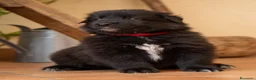 Pastore Belga cani in vendita: Cuccioli di pastore belga - Annuncio 7