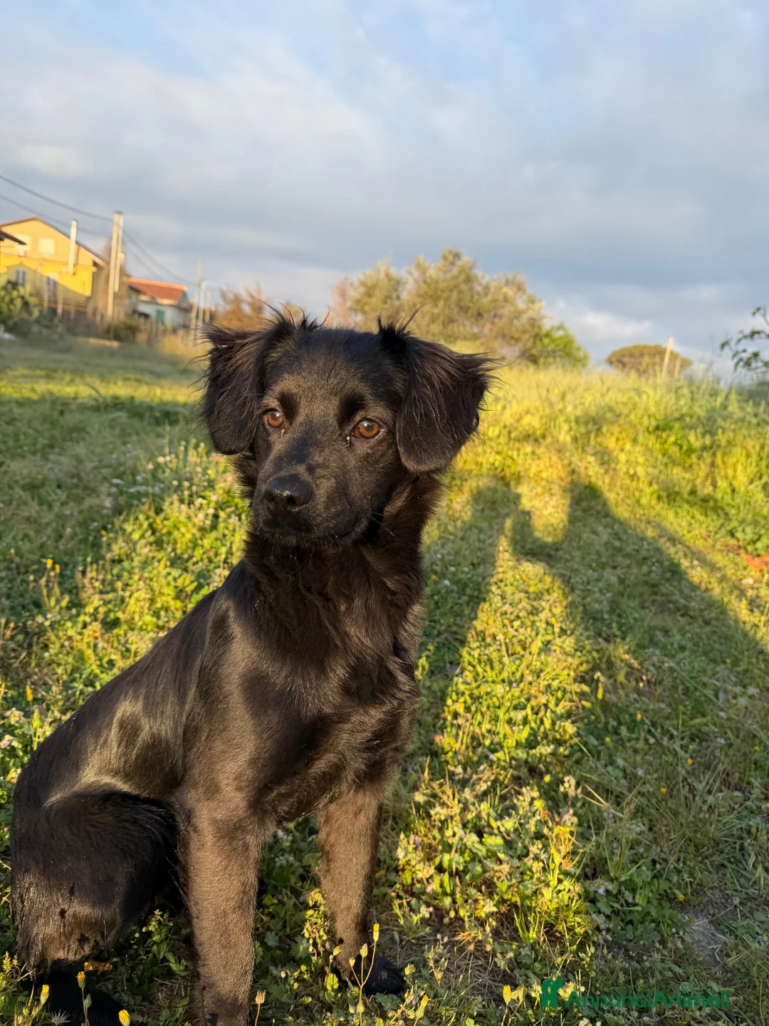 Meticcio cani in regalo: Fiona  a Provincia di Varese - Annuncio 1