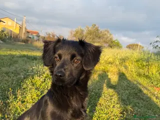 Meticcio cani Fiona - Annuncio 2