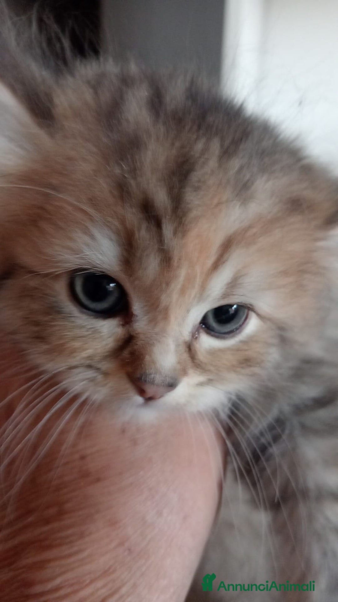 Persiano gatti in vendita: Gattini persiani normotipo  - Annuncio 22