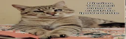 Altre razze gatti in regalo: GATTINI BISOGNOSI IN CERCA D'AMORE a Città Metropolitana di Bologna - Annuncio 8