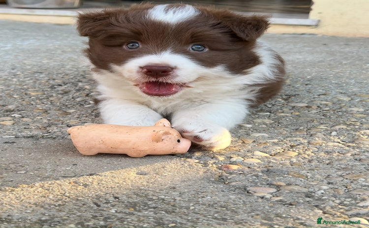 Border Collie cani a Provincia di Pescara - Annuncio 8