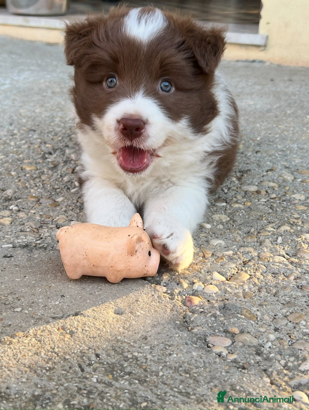 Border Collie cani in vendita: Cucciolo di Border Collie Red, Pedigree Enci a Provincia di Pescara - Immagine 1