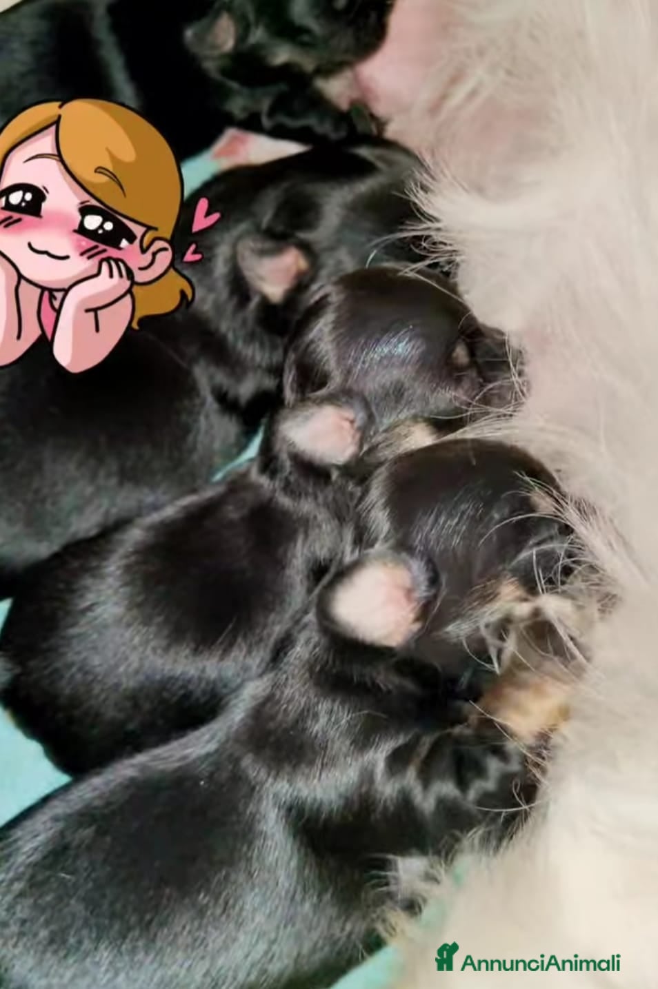 Chihuahua cani 2 splendidi cuccioli disponibili subito - Annuncio 2