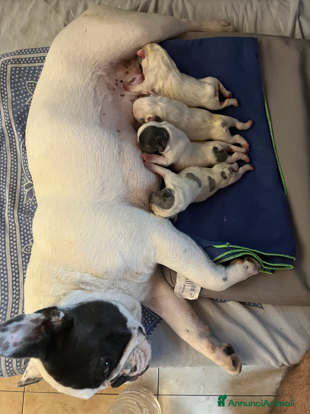 Bulldog Francese cani in vendita: Cuccioli di bulldog francese  a Città Metropolitana di Venezia - Immagine 2