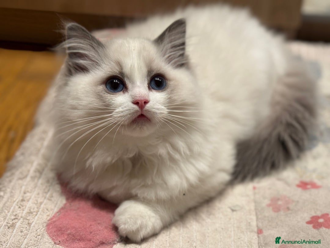 Ragdoll gatti in vendita: Cucciole Ragdoll Blue Bicolor  a Città metropolitana di Milano - Immagine 2