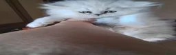 Persiano gatti in vendita: Gattini persiani  - Annuncio 2