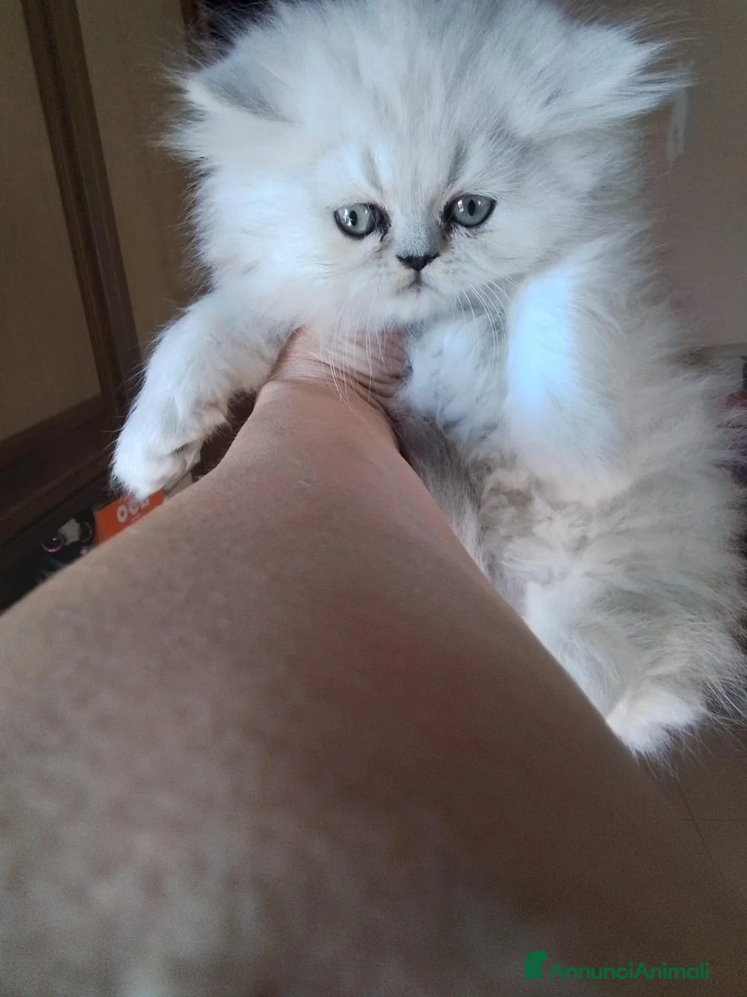 Persiano gatti in vendita: Gattini persiani  - Annuncio 2