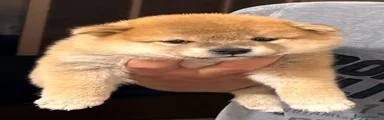 Shiba Inu 3