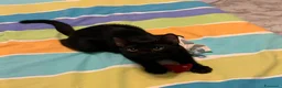 Meticcio gatti in regalo: Mea, micina deliziosa, quasi 4 mesi  - Annuncio 1
