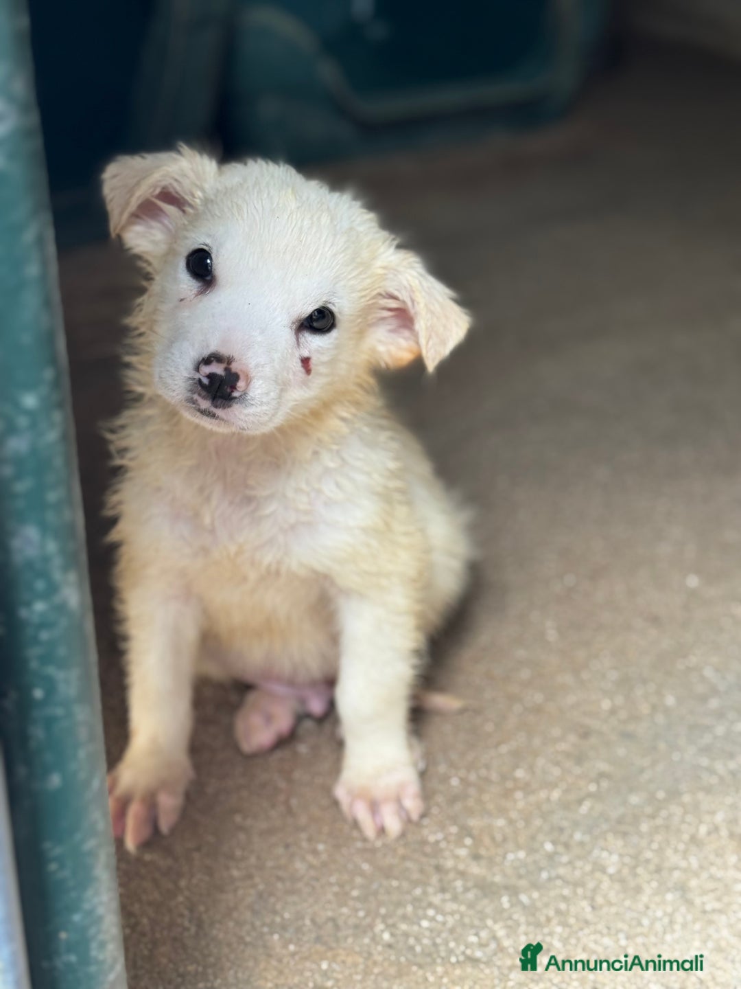 Meticcio cani in regalo: Samurai cucciolo taglia media - Annuncio 4