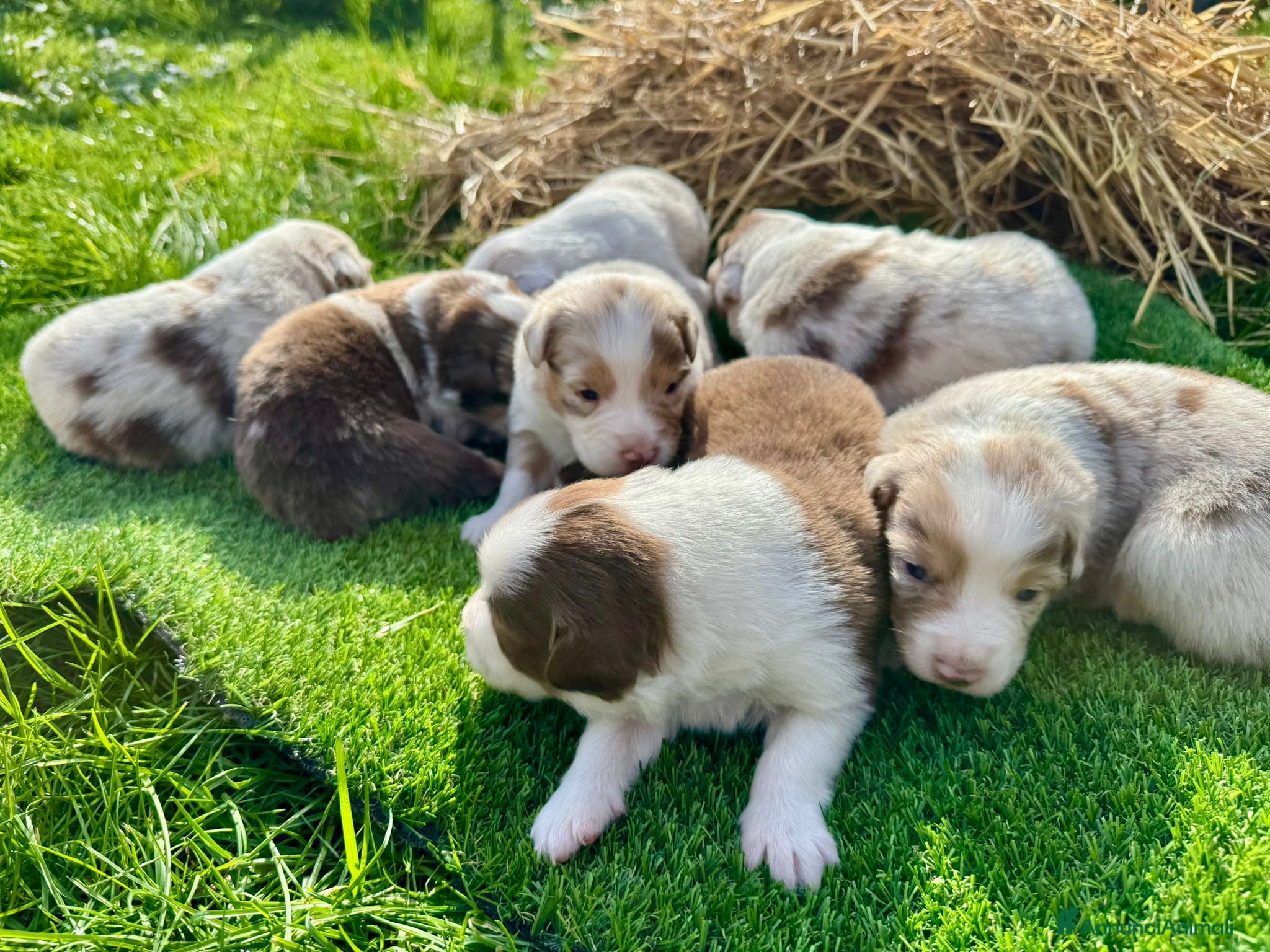 Australian Shepherd cani Vendesi Cuccioli di Pastore Australiano  RED MERLE - Annuncio 2
