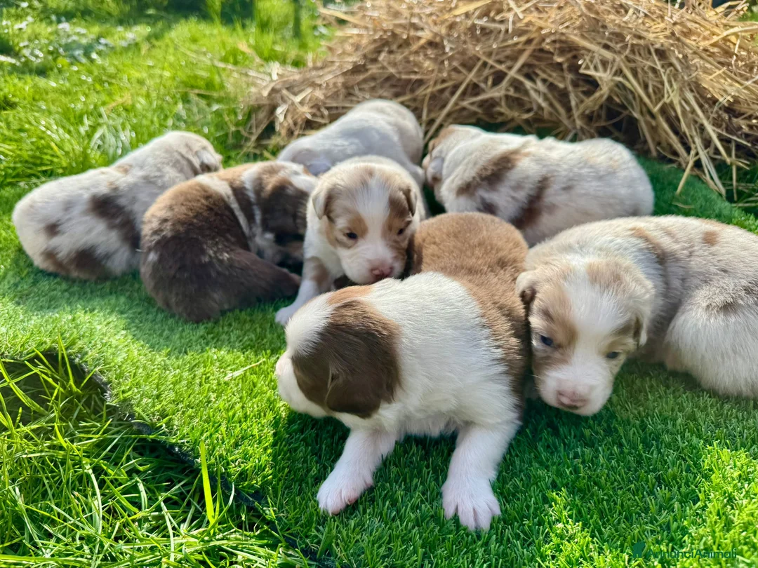 Australian Shepherd cani in vendita: Vendesi Cuccioli di Pastore Australiano  RED MERLE - Annuncio 3