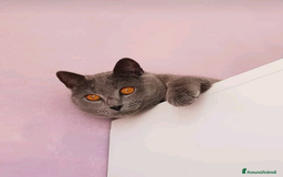 Certosino gatti in vendita: Cuccioli di CERTOSINO PURISSIMI a Metropolitan City of Milan - Immagine 15