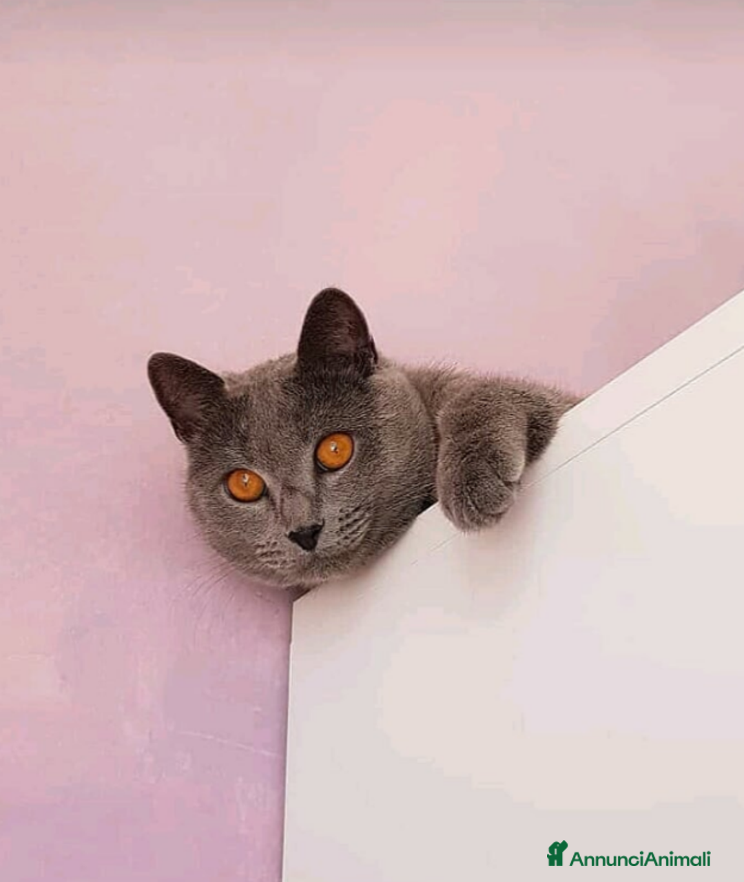 Certosino gatti in vendita: Cuccioli di CERTOSINO PURISSIMI a Metropolitan City of Milan - Immagine 15