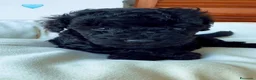 Barboncino cani in vendita: Stupendo barboncino toy ❤️ - Annuncio 5