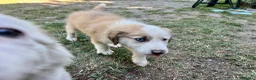 Australian Shepherd cani in vendita: Cucciolo pastore australiano con occhi blu - Annuncio 11