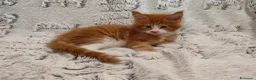 Maine Coon gatti in vendita: Cuccioli di Maine coon  - Annuncio 5